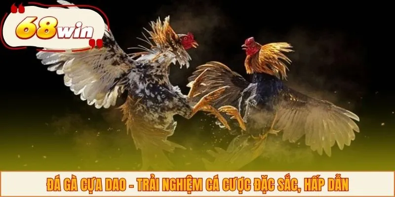 Đá Gà Cựa Dao - Trải Nghiệm Cá Cược Đặc Sắc, Hấp Dẫn
