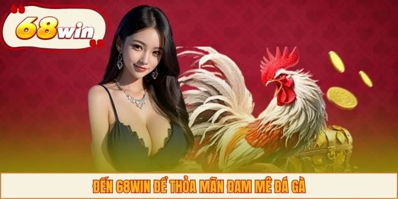 Đến 68WIN để thỏa mãn đam mê đá gà