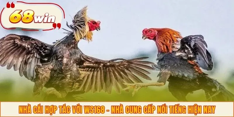 Nhà cái hợp tác với WS168 - Nhà cung cấp nổi tiếng hiện nay